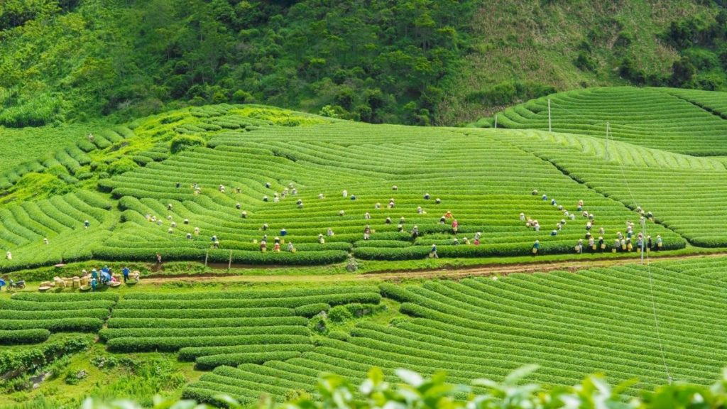 Rice Paddy and farmers on rolling hills