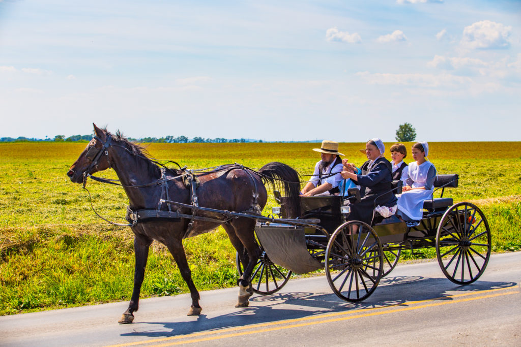 Group of Amish people driving on a dirt road by horse and buggy.